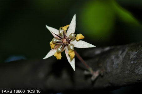 Flower on tree. (Accession: TARS 16660).