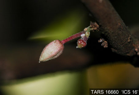 Flowerbud on tree. (Accession: TARS 16660).
