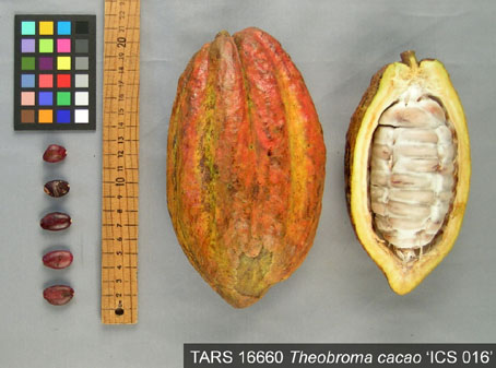 Pods and seeds. (Accession: TARS 16660).