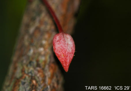 Flowerbud on tree. (Accession: TARS 16662).
