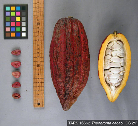 Pods and seeds. (Accession: TARS 16662).