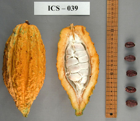 Pods and seeds. (Accession: TARS 16664).