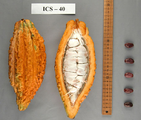 Pods and seeds. (Accession: TARS 16665).