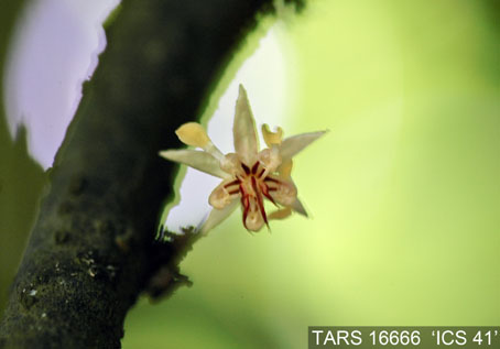 Flower on tree. (Accession: TARS 16666).