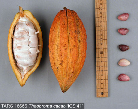 Pods and seeds. (Accession: TARS 16666).