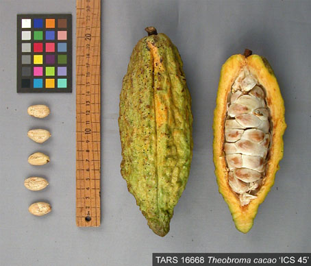 Pods and seeds. (Accession: TARS 16668).