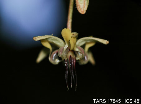 Flower on tree. (Accession: TARS 17845).
