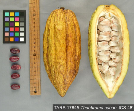 Pods and seeds. (Accession: TARS 17845).