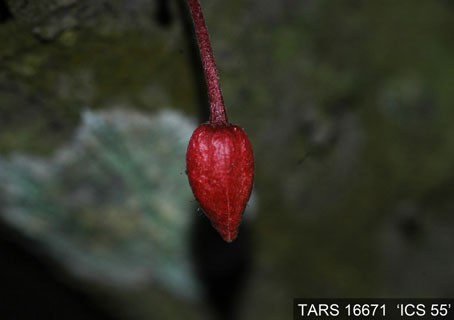 Flowerbud on tree. (Accession: TARS 16671).