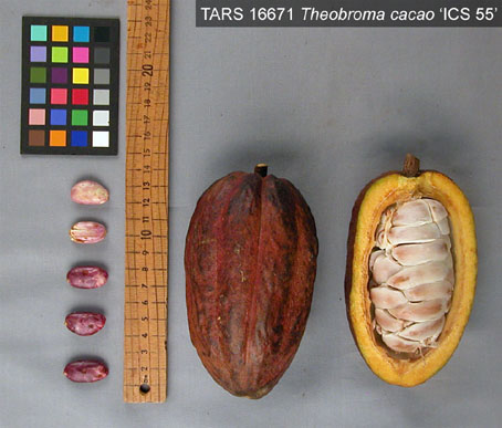 Pods and seeds. (Accession: TARS 16671).