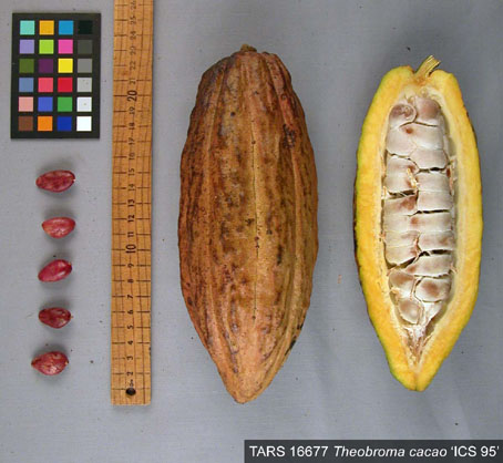 Pods and seeds. (Accession: TARS 16677).