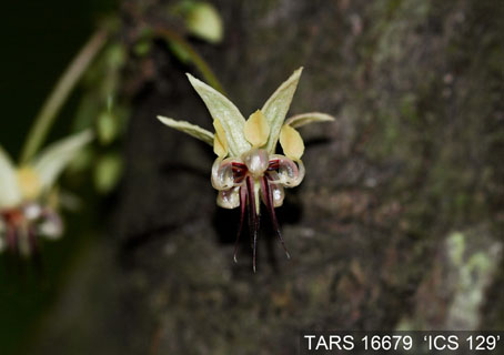 Flower on tree. (Accession: TARS 16679).