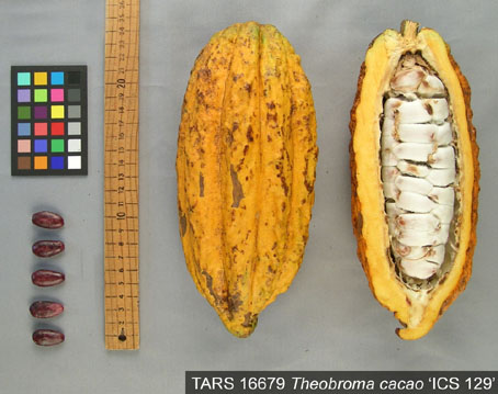 Pods and seeds. (Accession: TARS 16679).