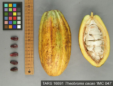 Pods and seeds. (Accession: TARS 16691).