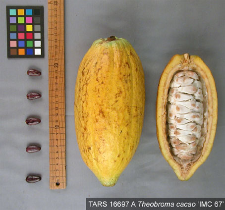 Pods and seeds. (Accession: TARS 16697 A).