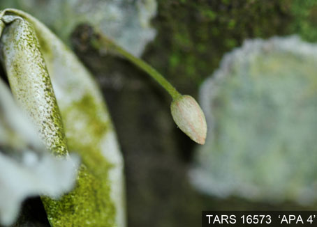 Flowerbud on tree. (Accession: TARS 16573).