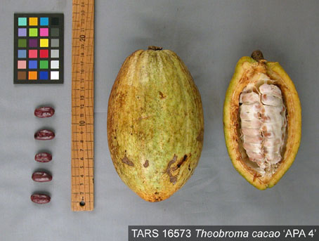 Pods and seeds. (Accession: TARS 16573).
