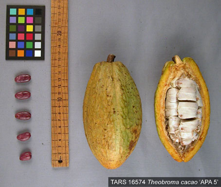 Pods and seeds. (Accession: TARS 16574).