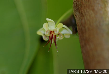Flower on tree. (Accession: TARS 16729).