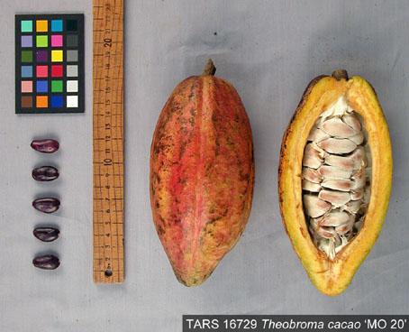 Pods and seeds. (Accession: TARS 16729).