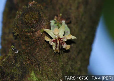 Flower on tree. (Accession: TARS 16760).