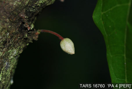Flowerbud on tree. (Accession: TARS 16760).