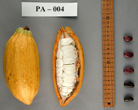 Pods and seeds. (Accession: TARS 16760).