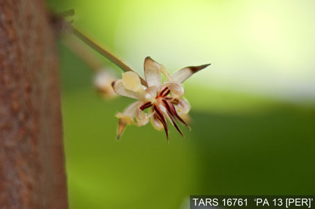 Flower on tree. (Accession: TARS 16761).