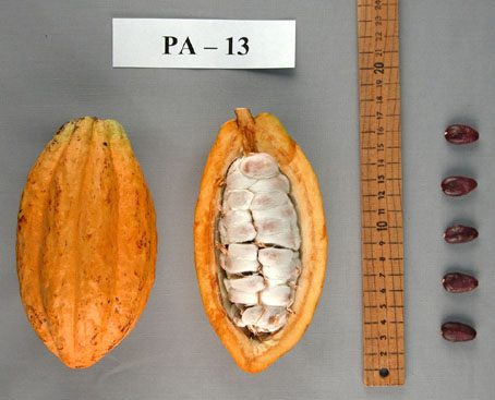 Pods and seeds. (Accession: TARS 16761).