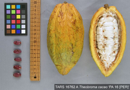 Pods and seeds. (Accession: TARS 16762 A).