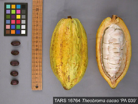 Pods and seeds. (Accession: TARS 16764).