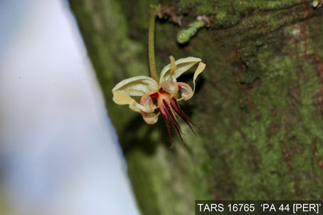 Flower on tree. (Accession: TARS 16765).