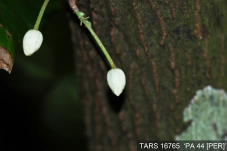 Flowerbud on tree. (Accession: TARS 16765).