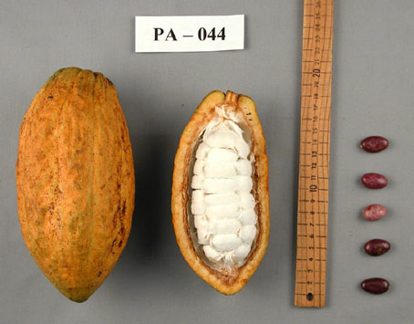 Pods and seeds. (Accession: TARS 16765).