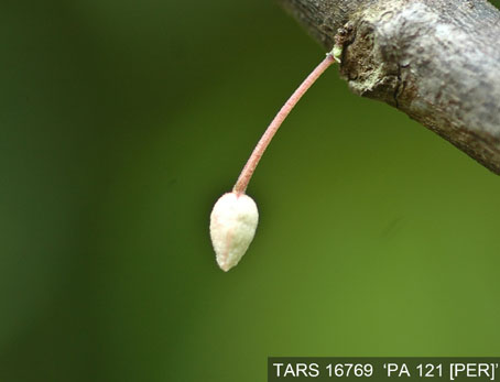 Flowerbud on tree. (Accession: TARS 16769).