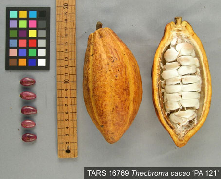 Pods and seeds. (Accession: TARS 16769).