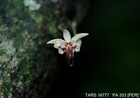 Flower on tree. (Accession: TARS 16777).