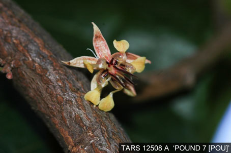 Flower on tree. (Accession: TARS 12508 A).
