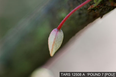 Flowerbud on tree. (Accession: TARS 12508 A).