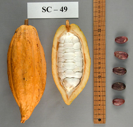 Pods and seeds. (Accession: TARS 16814).