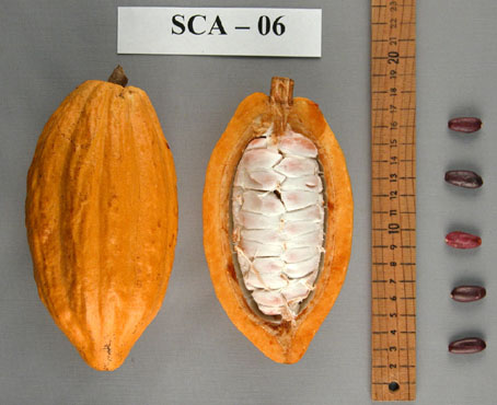 Pods and seeds. (Accession: TARS 16816).