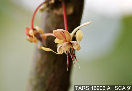 Flower on tree. (Accession: TARS 16906 A).