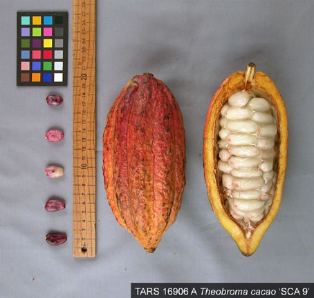 Pods and seeds. (Accession: TARS 16906 A).