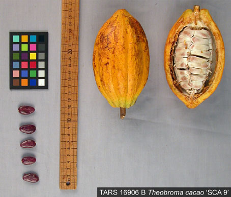 Pods and seeds. (Accession: TARS 16906 B).