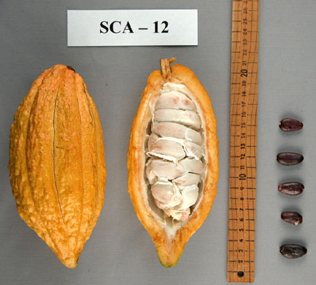Pods and seeds. (Accession: TARS 16819).