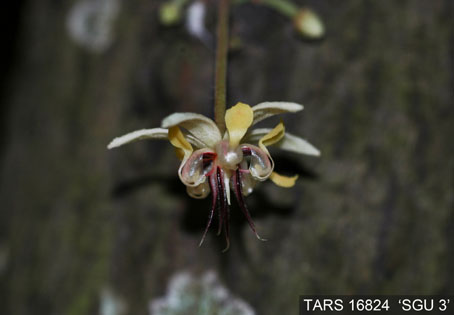 Flower on tree. (Accession: TARS 16824).