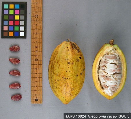 Pods and seeds. (Accession: TARS 16824).