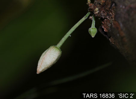 Flowerbud on tree. (Accession: TARS 16836).