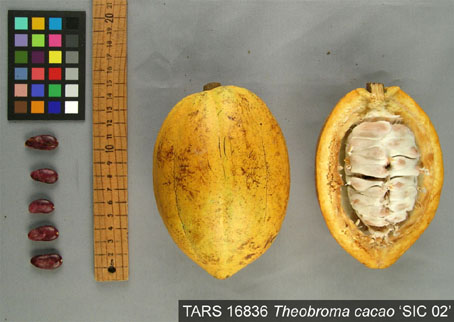 Pods and seeds. (Accession: TARS 16836).