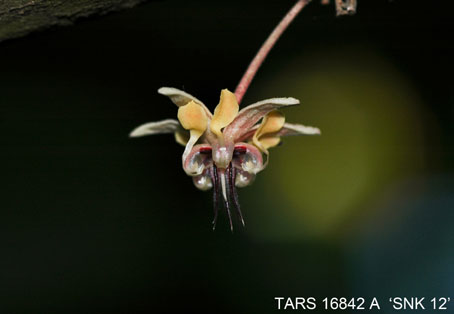 Flower on tree. (Accession: TARS 16842 A).